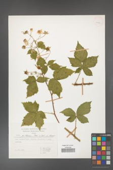Rubus gothicus [KOR 31967]