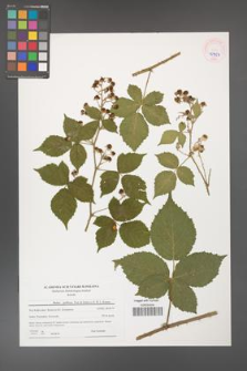 Rubus gothicus [KOR 45954]