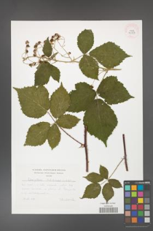 Rubus gothicus [KOR 42837]