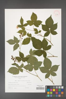 Rubus gothicus [KOR 40592]