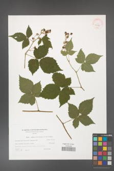 Rubus gothicus [KOR 40590]