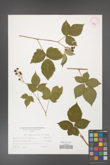 Rubus gothicus [KOR 45955]
