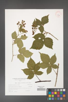 Rubus gothicus [KOR 40596]