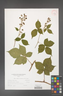 Rubus gothicus [KOR 40587]