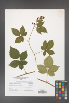 Rubus gothicus [KOR 40692]