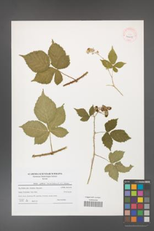 Rubus gothicus [KOR 40695]