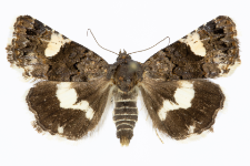 Tyta luctuosa