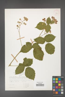 Rubus gothicus [KOR 31984]