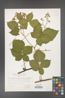 Rubus gothicus [KOR 31986]