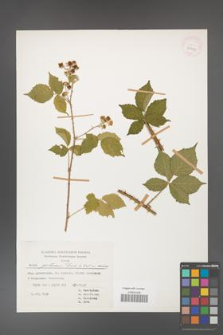 Rubus gothicus [KOR 31959]