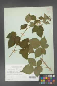 Rubus gothicus [KOR 31964]