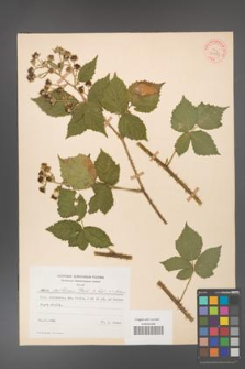 Rubus gothicus [KOR 31983]