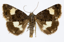Tyta luctuosa