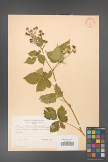Rubus gothicus [KOR 8715]