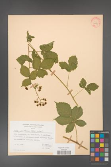Rubus gothicus [KOR 31965]