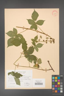 Rubus gothicus [KOR 31963]