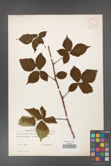 Rubus gothicus [KOR 10637]