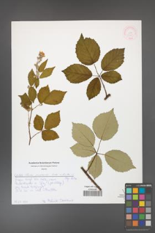 Rubus grabowskii [KOR 51990]