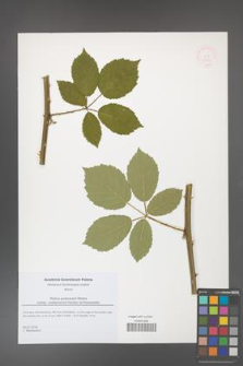 Rubus grabowskii [KOR 51794]