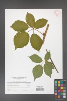 Rubus grabowskii [KOR 44018]