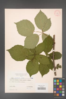 Rubus grabowskii [KOR 7196]
