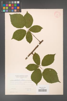 Rubus grabowskii [KOR 7195]