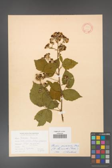 Rubus grabowskii [KOR 11081]