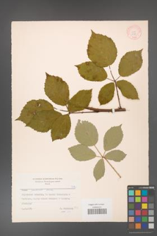 Rubus grabowskii [KOR 7183]