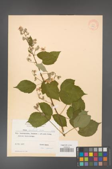 Rubus grabowskii [KOR 8360]