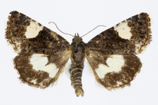 Tyta luctuosa