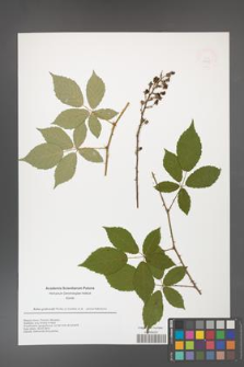 Rubus grabowskii [KOR 49939]
