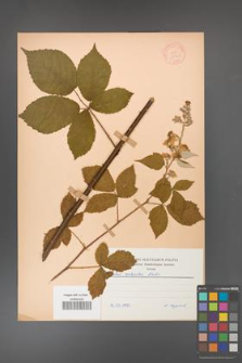 Rubus grabowskii [KOR 22568]