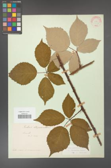 Rubus grabowskii [KOR 22567]