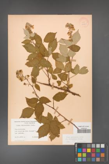 Rubus grabowskii [KOR 11054]