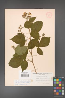 Rubus grabowskii [KOR 11080]