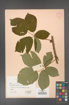 Rubus grabowskii [KOR 6975]