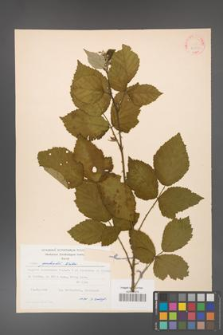 Rubus grabowskii [KOR 22555]