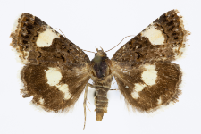 Tyta luctuosa