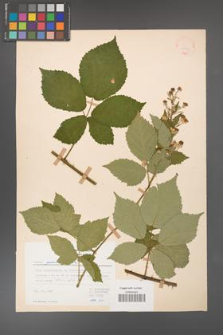 Rubus grabowskii [KOR 22563]