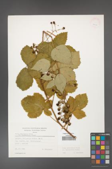 Rubus grabowskii [KOR 24946]