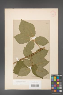 Rubus grabowskii [KOR 11093]