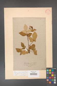 Rubus grabowskii [KOR 11075]