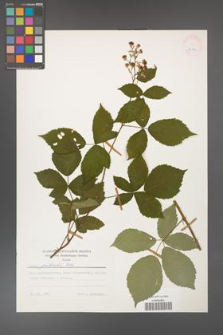 Rubus grabowskii [KOR 24779]