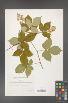 Rubus grabowskii [KOR 24819]