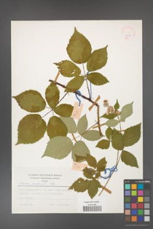 Rubus grabowskii [KOR 24921]