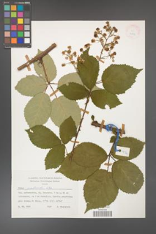 Rubus grabowskii [KOR 24917]