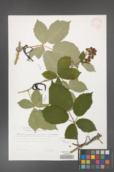 Rubus grabowskii [KOR 29493]