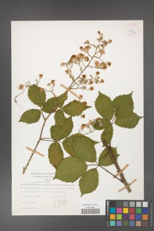 Rubus grabowskii [KOR 53967]