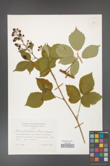Rubus grabowskii [KOR 24856]