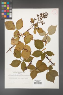 Rubus grabowskii [KOR 24692]